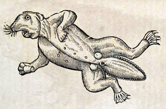 (1658). Beaver. Topsell's The History of Four-footed Beasts and Serpents Woodcuts. Special Collections, University of Houston Libraries.